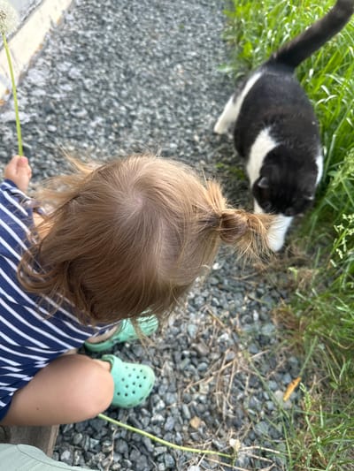 A high-angle shot shows a toddler from the back, seated on a gray surface, likely gravel. The child has light brown hair in a small bun on top. They wear a navy blue and white striped shirt and mint green Crocs. A black and white cat stands to the left, near grass. A dandelion is in the child's hand. The location is not identified in the image and should not be inferred.