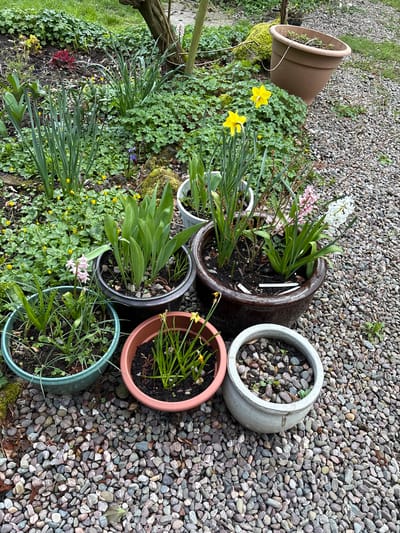 The scene depicts a garden in Pulverbatch, United Kingdom. Several potted plants of various sizes and colors are arranged on a gravel surface. Some pots contain daffodils in bloom, while others show various stages of growth. One large brown pot lies on its side amidst patches of green ground cover. The background consists of gravel and some vegetation. No people are visible.