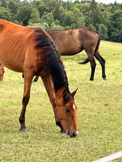 Two horses are in a grassy field with a treeline in the background. The horse in the foreground is a chestnut color with a black mane and is grazing. The horse in the background is a darker brown color and is also in a field. The image was taken in Galinė, Lithuania.