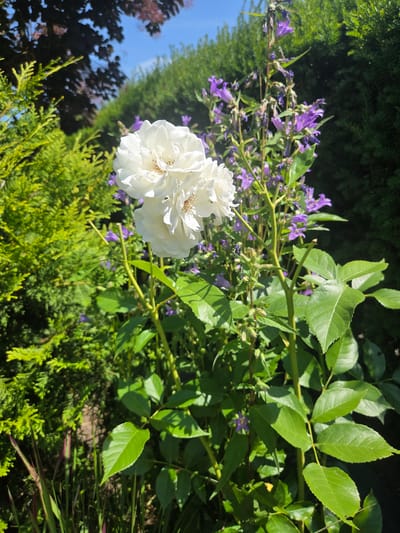 In Dissen am Teutoburger Wald, Germany, a garden scene unfolds under a bright blue sky. The focal point is a cluster of white roses, their petals delicately unfurling. Surrounding them, tall stalks of purple bell-shaped flowers reach skyward. To the left, a conical evergreen shrub, likely a cypress or juniper, stands vibrant green. In the background, a dark-leaved tree casts shadows, and further back, a dense green hedge provides a natural backdrop. The lighting suggests a sunny day, with strong shadows indicating the sun is high in the sky. The image captures a tranquil moment in a well-tended garden.