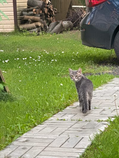 The image shows a grey tabby cat standing on a paved walkway next to a grassy area. The cat is looking at the camera with yellow eyes. The walkway is made of light-colored rectangular pavers arranged in a diagonal pattern. In the background, there is a pile of chopped firewood, some dry branches, and a dark-colored car with a red taillight visible. The grassy area has small white flowers scattered throughout. The setting appears to be outdoors, likely a backyard or garden, given the presence of firewood and a car. The lighting suggests it might be daytime, with overcast or diffused sunlight. There is no visible text in the image. The overall scene is casual and domestic. The cat seems curious or alert.