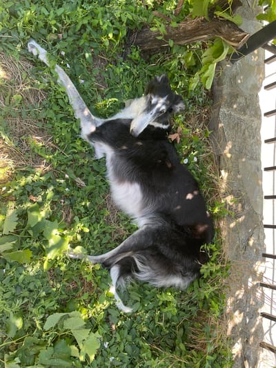 A black and white Borzoi dog is lying down in a grassy area next to a stone wall and a wooden fence. The dog is on its side, with its head resting on its paws. Its fur is long and sleek, and its eyes are closed. The dog appears to be relaxed and comfortable. The grassy area is covered in green leaves and dry grass. There are some small white flowers scattered throughout the grass. The stone wall is made of rough-hewn stones, and the wooden fence is made of dark brown wood. The scene is bathed in sunlight, with some areas in shadow. It's possible this photo was taken in Mtskheta, Georgia, a city known for its historical sites and natural beauty.