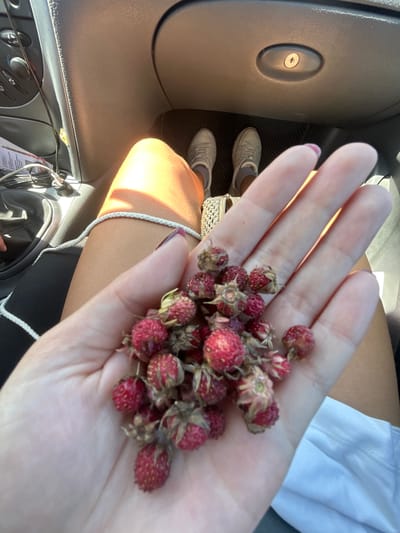 The image shows a person's hand holding a small pile of wild strawberries. The person is sitting in a car, and their legs and feet are visible. The environment appears to be a sunny day, with light shining into the car. The location is specified as Sychevka, Russia. The hand is open, displaying the red berries, some of which have green leaves attached. The car's interior, including the dashboard, seat, and floor mat, are visible in the background.