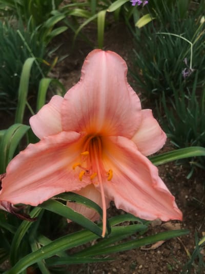 A close-up image captures a single, fully bloomed Daylily (Hemerocallis) in a garden setting in Midrand, South Africa. The flower dominates the frame, exhibiting six broad, overlapping petals in shades of peach to salmon pink, with a prominent orange-yellow throat. Darker pink veins are visible on the petals. The reproductive organs are centrally located, featuring several bright yellow anthers on slender filaments, and a longer, lighter peach-colored pistil extending outwards. Two small, black ants are present: one positioned near the base of the flower's reproductive parts, and another on a green leaf directly beneath the lower left petal. The flower is surrounded by dense, strap-like green foliage, with the ground beneath visible as dark brown soil containing small aggregates and sparse vegetation. Blurred green foliage and a few faint purple blossoms are discernible in the background.