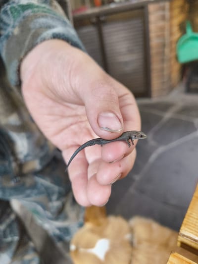 A close-up shot shows a person's hand holding a tiny lizard. The lizard is dark gray with a long, thin tail and is positioned horizontally across two fingers. The background is blurred, but suggests an outdoor setting with some brickwork and a green object visible. The person is wearing a camouflage patterned sleeve.