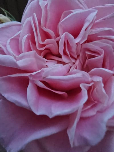 This is a close-up, abstract photograph of a pink rose. The image is dominated by the intricate layers of petals, rendered in varying shades of pink with highlights of white and deeper tones of magenta and fuchsia. The texture of the petals appears soft and velvety, with delicate curves and folds creating a sense of depth and complexity. There are no people, objects, or a discernible scene or setting in the traditional sense, as the focus is entirely on the floral subject. The lighting appears to be soft, highlighting the subtle variations in color and texture of the rose petals. There is no indication of time of day, weather, or specific location cues beyond the subject being a rose. The overall impression is one of natural beauty and delicate detail. No text is visible in the image.