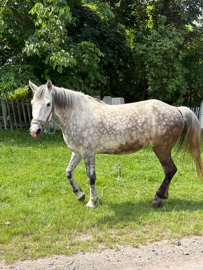 A dappled grey horse stands in a grassy area with trees in the background. The horse is facing left and is wearing a halter. A wooden fence is visible behind the horse. The ground in front of the horse is a gravel path. The scene appears to be in a rural or semi-rural setting, possibly in Polychyntsi, Ukraine, given the context. The lighting suggests it is daytime.
