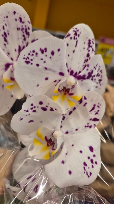 The image shows a close-up of several white phalaenopsis orchids with purple spots. The flowers are partially wrapped in clear plastic. In the background, there is a blurred yellow surface and some out-of-focus objects, suggesting an indoor setting, possibly a store or market. No specific location in Jēkabpils, Latvia is identifiable from the image.