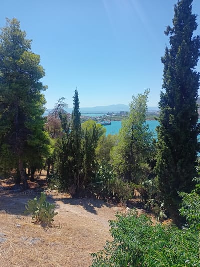 The image depicts a scenic view of a bay with a clear blue sky overhead. In the foreground, the landscape is characterized by dry, golden grass, scattered rocks, and various types of vegetation including prickly pear cacti and dense green trees. Among the trees, a tall, dark green, conifer-like tree stands prominently on the right side of the frame. A dead, brown tree with sparse branches is visible in the middle ground.
Beyond the vegetation, a wide expanse of turquoise water stretches out, with a large cargo ship visible on the left side of the bay. In the distance, a coastal city with buildings and industrial structures can be seen along the shoreline. The horizon is marked by a range of low-lying mountains. The scene suggests a dry, sunny climate, typical of a Mediterranean region. The location is identified as Municipal Unit of Anthidon, Greece.