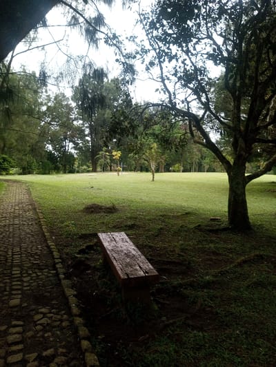 This image captures a tranquil outdoor scene, likely within a park or large garden setting in Cimacan, Indonesia. The dominant subject is a broad, vibrant green lawn stretching across the middle ground, bordered by a dense array of trees in the distance.
On the left, a textured paved path, made of uneven, dark stones or cobblestones, curves gently away from the viewer, inviting passage into the landscape. In the immediate foreground, to the right of the path, a weathered wooden bench provides a rustic focal point. The bench appears damp, suggesting recent rain or heavy dew. It sits on darker ground, possibly soil or sparse, shadowed vegetation, contrasting with the brighter grass beyond.
Various trees define the scene. A large tree with a thick, dark trunk and spreading branches occupies the right foreground, partially framing the upper right side of the image. Overhead, delicate branches and foliage from other trees arc across the top, contributing to the sheltered atmosphere. The background features a mix of tall, slender trees with wispy foliage and other deciduous trees, creating a layered green backdrop.
The sky is overcast and bright, casting a soft, diffuse light over the entire scene, which contributes to a peaceful and serene mood. There are no people visible, and no specific activity is taking place, emphasizing the natural tranquility. No visible text is present in the image.