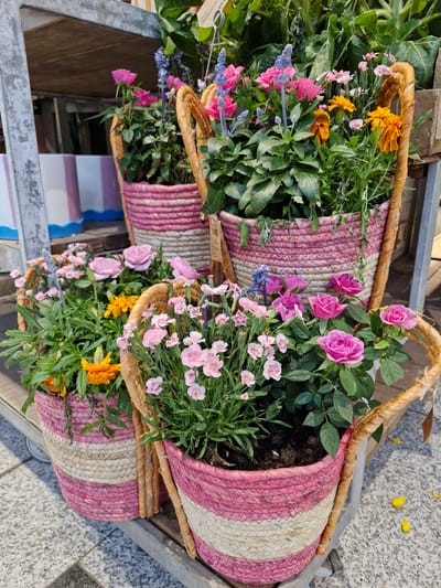 The image shows a display of potted flowers in woven baskets on a metal shelf. The baskets have a pink and white striped pattern. The flowers are a mix of pink roses, small pink flowers, orange marigolds, and blue-purple flowers. The scene appears to be outdoors in a public area, possibly a market or garden center, given the flooring which resembles granite paving slabs common in public spaces. The lighting suggests it is daytime, with shadows cast on the ground. There are no people visible in the image, and no specific landmarks or identifiable structures that would indicate a precise location within Bremen, Germany.