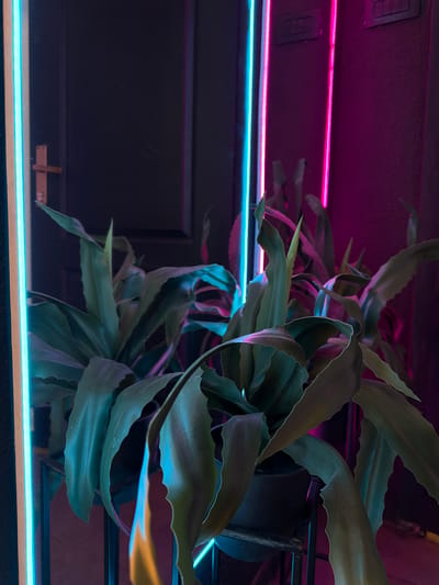 The image features a potted plant with long, wavy leaves placed in front of a dark surface that appears to be reflective, possibly a tabletop or counter. Above, a wall is lit by two linear LED lights, one pink and one blue. The lights cast a colorful glow on the plant and the surrounding area. The environment seems to be dimly lit. The location is not evident in the image.