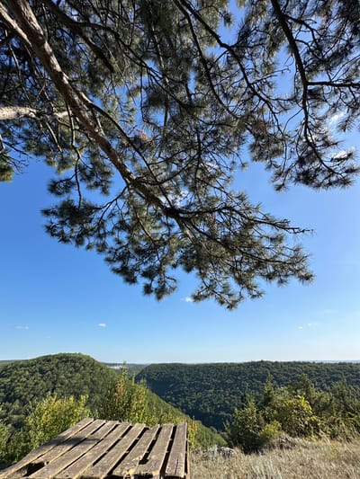 The image depicts a scenic view from a high vantage point, looking out over a vast, densely forested valley. The foreground is dominated by the branches of a pine tree, with its needles silhouetted against a clear, bright blue sky. Sunlight filters through the branches, creating dappled patterns.
To the right, a weathered wooden railing or platform edge is visible, suggesting a viewpoint or observation deck. Beyond this, the landscape drops away into a deep valley covered in a seemingly endless expanse of green trees, characteristic of a temperate forest. The distant horizon is a hazy line where the sky meets the undulating terrain.
The overall impression is one of natural beauty and tranquility. The time of day appears to be midday, with bright sunlight indicating clear weather. There are no people or animals visible in the image. The scene evokes a sense of peacefulness and the grandeur of nature. The provided location context is Velykozalissia, Ukraine, which aligns with the appearance of a European forest landscape. No text is visible in the image.