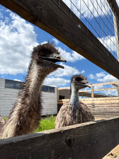 The image presents a striking low-angle view of two emus peering through a wire mesh fence. In the foreground, one emu's head and long neck are prominently featured, looking directly up at the camera. Its beak is open, revealing the dark interior, and its visible eye is a warm amber color. The emu's head and neck are covered in shaggy, dark brown feathers, with a hint of blue coloration on its neck. A second emu is partially visible behind and to the right, also looking upwards with its beak open.
The perspective is from beneath the fence, looking upwards through the wire mesh and wooden planks. The fence creates a strong diagonal element across the upper left and right of the frame. Beyond the fence and the emus, the sky is a bright blue with scattered white, cumulus clouds, indicating a clear, sunny daytime. In the blurred background, several light-colored wooden structures or buildings are visible, suggesting an enclosure or agricultural setting. Green foliage can also be seen in the distance. The close-up, upward shot emphasizes the emus' curious expressions and their interaction with the viewer. This scene is located in Gay-Kodzor, Russia.