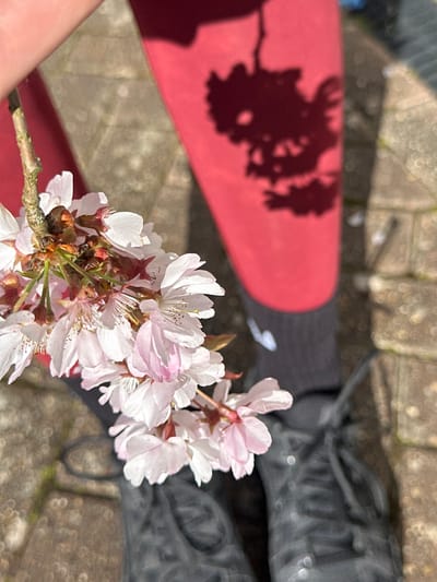 The scene depicts an outdoor setting in Wealden, United Kingdom, under bright sunlight. In the foreground, a light-skinned hand holds a small branch laden with light pink and white cherry blossoms. The blossoms are in sharp focus, showing delicate petals and central stamens. Below and to the right of the blossoms, the lower body of a person is visible, wearing red leggings, black socks, and black athletic shoes with visible laces. A prominent, dark shadow of a tree branch with foliage is cast across the upper right portion of the red leggings. The ground beneath the person's feet is a paved surface, consisting of light-colored, rectangular blocks or flagstones, partially out of focus.