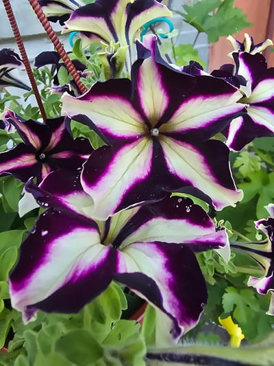 A close-up photograph depicts several blooming petunia flowers with a distinct "starburst" pattern. The petals are a deep purple on the edges, transitioning to white or pale yellow in the center, with streaks of purple radiating outwards. Some petals have tiny water droplets on them. The flowers are surrounded by green leaves and stems. In the background, hints of a wooden fence, a blue object, and a terracotta-colored surface can be discerned. The image appears to have been taken outdoors, possibly in a garden or on a balcony. There is no discernible information within the image to indicate its location in Nova Kakhovka, Ukraine.