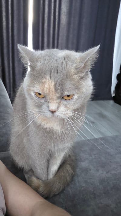 This media file is a photograph of a light gray British Shorthair cat. The cat has amber eyes, prominent white whiskers, and slightly pointed ears. Its fur is a uniform light gray with subtle peachy undertones on its face. The cat is lying down, with its paws tucked underneath its body, and appears to be looking towards the viewer with a calm and slightly curious expression.
The background is mostly a textured gray surface, likely a sofa or couch. To the left of the cat, there is a dark, horizontally striped object, possibly blinds or a curtain, with a bright horizontal light source visible behind it, suggesting natural light. To the right of the cat, a portion of a person's arm and shoulder are visible, with fair skin.
The overall lighting suggests it might be daytime, with natural light coming from the left. The setting appears to be indoors, in a domestic environment, in Bulgakovo, Russia. There is no visible text in the image. The cat is the sole subject, and no specific activity is taking place other than resting. The mood is relaxed and peaceful.
