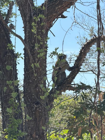 A monkey is perched in a tree in Muitua, Mozambique. The tree has rough bark, green leaves, and bare branches. The monkey is gray and has a tufted head. The sky is blue.