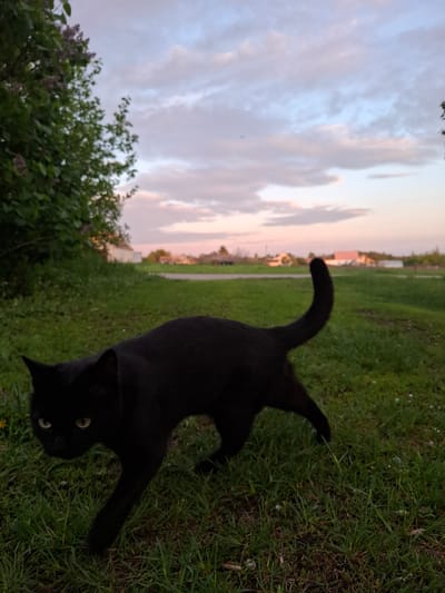 A black cat is the primary subject, standing on grass in an outdoor setting. The cat has piercing yellow eyes that are directed towards the camera. In the background, there's a glimpse of buildings in the distance, suggesting an urban area. The sky is visible with pink and blue hues, indicating either sunrise or sunset. There's also a bush with green leaves in the foreground. While the image provides context, there's no direct indication of the location being Khlevnoye, Russia.