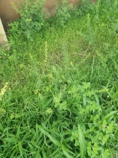 The image shows a patch of green grass with some small yellow flowers. The grass is unevenly cut and there are some brown patches visible, suggesting it might be a neglected area. A portion of a brown wall is visible in the upper left corner, and a pale vertical object, possibly a part of a fence or a post, is also present. The scene appears to be outdoors.