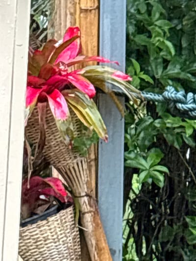 The scene depicts a vertical composition in Ban Paem Bok, Thailand, showcasing an arrangement of plants and structural elements. In the left foreground, a portion of a light-colored vertical frame or wall is visible. To its right, a prominent plant with vibrant pink and green foliage, resembling a bromeliad, is contained within an upper woven wicker basket. Below this, another wicker basket holds a plant with dark red leaves in a black pot. Between the plant arrangement and the right side, a section of vertical bamboo scaffolding or a wall element is present, adjacent to a grey vertical metal beam or post. In the background to the right, dense, varied green foliage suggests an outdoor, possibly tropical, environment. A light blue, knotted rope runs horizontally across the upper right portion of the background, partially obscured by the metal beam and foliage. No individuals are present, and no actions or interactions are depicted.