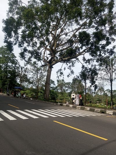 The scene depicts a rural roadside in Sandamal Eliya, Sri Lanka, under an overcast sky. A two-lane asphalt road with a solid yellow center line occupies the foreground, featuring a white-striped crosswalk. To the left, a paved shoulder leads to a blue-canopied stall where approximately four individuals are present; some are sitting on a low ledge, and multiple motorbikes or scooters are parked. Dense foliage and trees line this side of the road. To the right, a large tree with a wide canopy stands prominently. On the elevated curb beside the road, two individuals are visible. One person, wearing a light-colored long-sleeved top and dark pants with a backpack, stands next to a large white display board adorned with text or images. Another person in darker attire stands nearby, observing the board. Behind these individuals and separated by a metal fence, cultivated rows of low-lying green plants, consistent with a tea plantation, extend into the distance, framed by more trees and hills.