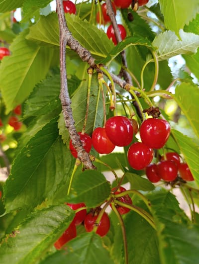 A close-up, outdoor, vertical shot shows several ripe, red cherries hanging from a tree branch amidst green leaves. The cherries are various shades of red, with some appearing bright and shiny and others a deeper crimson. They are clustered together, with some attached by thin stems. The leaves are vibrant green, with some showing a slight yellowing or browning at the edges. The background is softly blurred, suggesting a natural outdoor setting. The image focuses on the detail and texture of the cherries and leaves. The specific location is Byala, Bulgaria.