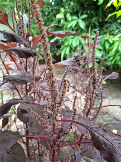 This close-up shot features a plant with distinct dark purplish-red leaves and numerous spike-like flower clusters. The leaves are broad and ovate, some appearing to have small water droplets, suggesting recent rain or dew. The stems are also a rich reddish-purple, complementing the deep hue of the foliage.
The flowers are arranged in dense, elongated inflorescences, exhibiting a brownish-beige color. They are prominent throughout the frame, extending from the plant's main stems.
The background is softly blurred, showing lighter green foliage, indicative of other plants or trees. Hints of lighter, possibly greyish-beige structures, perhaps a wall or ground, can be discerned in the distant background.
The scene is set outdoors, under natural daylight, with no specific time of day explicitly discernible beyond general daytime. No human subjects, animals, or specific activities are depicted, focusing entirely on the botanical subject. There is no visible text in the image. The plant's characteristics are consistent with a variety of Amaranth, often known as red spinach or callaloo, common in tropical regions like Kutaglumpang, Indonesia.