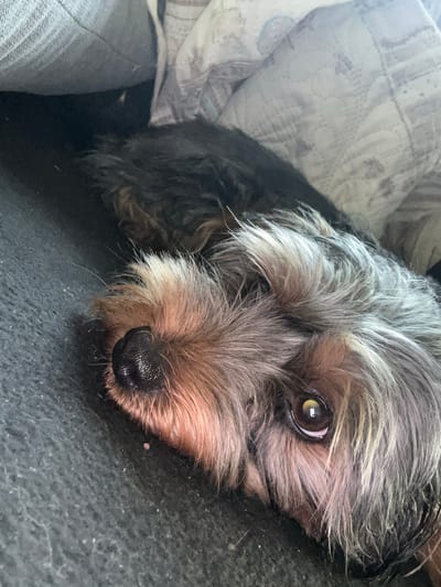 A close-up, eye-level shot shows a small dog with dark fur and greyish-blond facial hair lying down. The dog's right eye is visible, reflecting a bright light source. Its black nose is prominent, with tan fur surrounding it. The dog is resting on a dark, textured surface, possibly a couch or blanket. In the background, a light-colored, patterned fabric, likely a pillow or duvet, is visible. The scene suggests a comfortable, indoor setting.