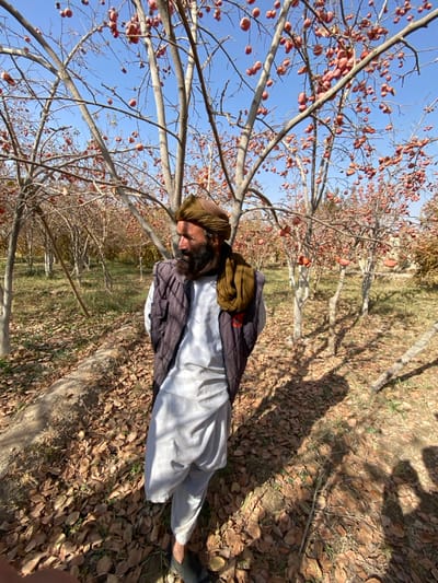 In Bazar-e Panjva'i, Afghanistan, a male subject is depicted standing in a fruit orchard under a clear blue sky. The man, positioned slightly left of center, wears a light-colored traditional tunic and trousers under a dark quilted vest, and an olive-green turban. He has a dark beard and faces left, looking downwards. The orchard features numerous deciduous trees with mostly bare branches, heavily laden with ripe, red-orange, ovoid fruits. The ground is extensively covered with dry, brown fallen leaves, interspersed with occasional green vegetation. Strong sunlight illuminates the scene, casting distinct shadows of the trees and the man onto the leaf-strewn ground. A low earthen bank is visible along the left side of the frame.