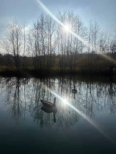 This image captures an outdoor scene in Mouscron, Belgium, under bright daylight. The foreground and midground are dominated by a body of water, possibly a pond or canal, which displays rippled surface texture and clear reflections of the sky and trees. Two geese are present on the water. The primary goose is positioned in the lower-left quadrant, oriented with its head slightly raised and facing towards the right, its reflection visible beneath it. A second goose is located further back on the right side of the water. The background features a dense line of deciduous trees and shrubs, largely bare of leaves, bordering the far bank of the water. A strip of green ground is visible beyond these trees. The sun is positioned in the upper right, emitting a strong diagonal lens flare that traverses the scene, extending across the water and over the foreground goose. The sky above is a light blue with minimal cloud cover.