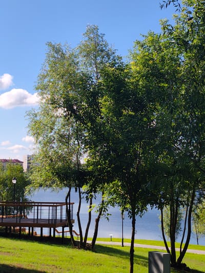 This media file captures an outdoor scene on a sunny day, likely in the late morning or early afternoon, given the bright sunlight and clear blue sky with scattered white clouds. The setting appears to be a park or recreational area adjacent to a body of water, possibly a lake or river, which reflects the bright sky.

The foreground is dominated by lush green grass, partially shaded by trees. To the left, a raised wooden deck with a black railing and steps is visible, suggesting a viewing platform or seating area. A lamppost stands near the deck, adding to the park-like atmosphere.

Several trees with vibrant green foliage are prominent throughout the image, with a cluster of slender trees in the mid-ground framing the water. The trees are casting shadows on the grass, indicating the position of the sun. In the background, beyond the water, buildings with red and light-colored facades are visible, hinting at a nearby urban or suburban area.

The scene evokes a sense of tranquility and natural beauty, with the bright sunlight and blue sky suggesting pleasant weather suitable for outdoor activities. There is no visible text in the media file. The location context indicates Ramenskoye, Russia.