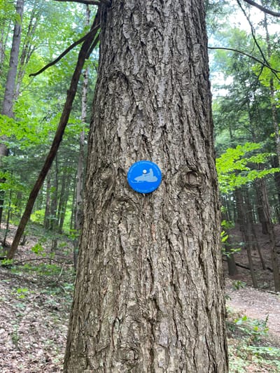 An eye-level, full-shot medium perspective photograph shows the bark of a large tree in a forest. The tree trunk, textured with deep furrows and lighter gray and brown ridges, occupies the majority of the frame, extending from the bottom edge to the top. Attached to the trunk, slightly off-center to the left, is a round, blue marker with a white silhouette of a snowmobile and text that reads "NYS Department of Environmental Conservation" around the top curve and "SNOWMOBILE TRAIL" along the bottom curve. The background consists of a dense forest with tall trees, some with gray bark and others with green foliage. Sunlight filters through the leaves, creating dappled light and shadow. The ground is covered with fallen leaves, twigs, and some green undergrowth. A winding dirt path is visible in the distance, suggesting this is a designated trail. The image was taken in the town of Greig, New York, United States.