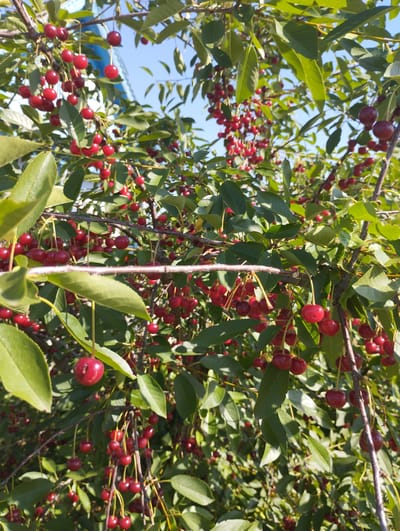 This media file captures a close-up view of a cherry tree laden with ripe, red cherries. The cherries are clustered on branches, hanging from thin stems amidst lush green leaves. The sunlight dapples through the foliage, highlighting the vibrant red of the fruit and creating a warm, summery atmosphere. The overall scene suggests a bountiful harvest in a natural setting.

The image is taken outdoors, with the sky visible in the background, indicating it's daytime. The clear blue sky suggests fair weather. While no people are visible, the presence of the cherry tree implies it could be a garden, orchard, or a natural landscape. The location context points to Vasylivka, Ukraine, suggesting a rural or semi-rural setting during cherry season. There is no visible text in the image. The focus is on the natural beauty of the fruit-bearing tree.