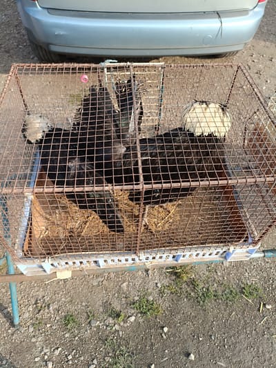 In Łosice, Poland, the scene depicts a rusty wire cage containing several black chickens with distinctive white crests. The cage is situated on the ground, resting on a blue metal stand, with dry straw or hay scattered inside. In the background, the rear bumper of a light blue car is visible. The ground surrounding the cage is a mix of gravel and sparse green vegetation. The lighting suggests it is daytime, with shadows indicating sunlight. There are no people visible in the image.