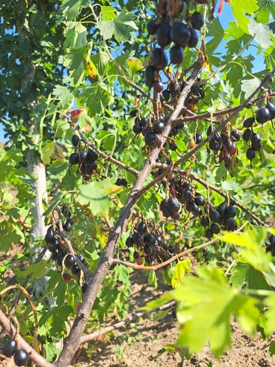In the city of Vypasne, Ukraine, on a sunny day, a close-up shot focuses on a currant bush laden with dark berries. The branches of the bush are rough and brown, with several clusters of ripe, black currants. Some leaves are visible, a vibrant green, interspersed with a few that show signs of yellowing or browning. The background consists of more greenery, suggesting other plants or trees, and the ground below appears to be dry soil with sparse vegetation. The overall scene depicts a natural setting, likely a garden or field, with the focus sharply on the fruit-bearing branches of the currant bush.