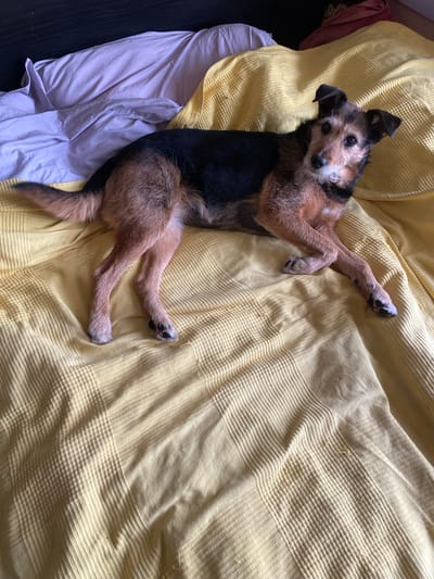 A brown and black terrier-type dog is lying on its back on a yellow textured bedspread. The dog is positioned mostly in the left half of the frame, with its head facing toward the camera. Its legs are outstretched, with white patches on its paws. Some light-colored bedding is visible on the left side of the frame. The setting is indoors. The location is Красногорочка Снт, Russia.