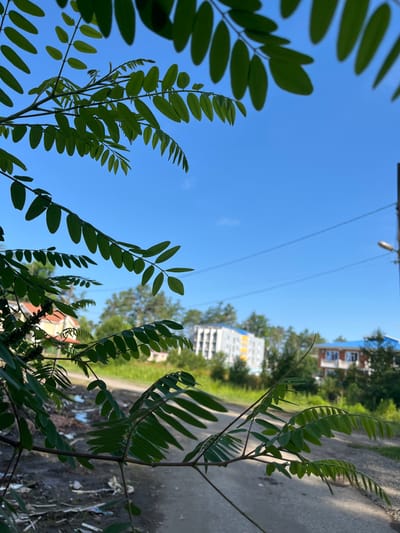 The image is a close-up shot of a tree branch with green leaves in the foreground, obscuring a view of a street and buildings in the background. The sky is clear and blue. The street appears to be unpaved and has some debris on the ground. In the background, there are residential buildings with colorful facades and trees. The overall impression is a sunny day in a somewhat rural or suburban setting. It is not possible to determine the specific location within the city of Ureki, Georgia based on the provided image.