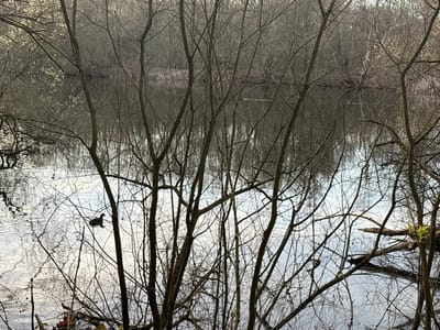 The image depicts a natural aquatic environment in Niel, Belgium. A body of water, possibly a pond or lake, occupies the midground and background, reflecting the overcast sky and surrounding vegetation. Numerous bare, slender deciduous tree branches dominate the immediate foreground, partially obscuring the view. In the midground, on the water surface, a dark-feathered aquatic bird, possibly a coot, is visible to the left of center, facing right. The water exhibits subtle ripples. The distant bank is defined by a dense treeline of bare deciduous trees. Submerged or partially submerged tree branches are visible along the right edge of the water. No human presence or structures are observed.