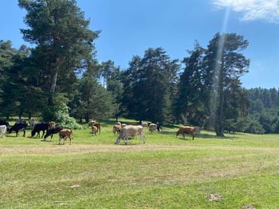 A herd of cows grazes on a grassy field bordered by a dense forest of pine trees under a clear blue sky. The sun is shining, casting dappled light through the trees and highlighting areas of the meadow. A few wispy white clouds drift across the sky. The cows, varying in color from black and brown to tan and white, are scattered across the field, some grazing peacefully, others standing. One light-colored cow in the foreground is bent down, actively eating grass. In the background, the dark green pine trees create a striking contrast with the bright green of the meadow. The overall atmosphere is serene and pastoral, suggesting a warm, sunny day in a rural or mountainous region. There is no visible text in the image. The setting is consistent with a location like Batak, Bulgaria, known for its natural beauty and agricultural landscapes.