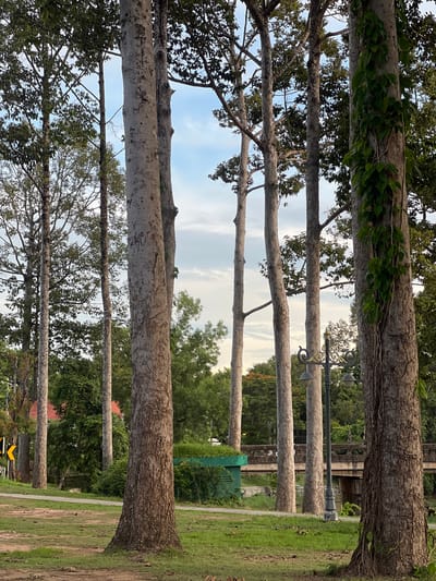 The image depicts a serene park scene in Siem Reap, Cambodia, possibly along the Siem Reap River, given the presence of a bridge in the background. The foreground is dominated by tall, slender trees with rough, textured bark, their canopies partially obscuring the sky. One tree on the far right is adorned with a thick vine. A well-maintained green lawn with scattered dry leaves stretches between the trees. A paved path winds through the grassy area. In the mid-ground, a vintage lamppost with two globes stands near the path. Beyond the lamppost and trees, a concrete bridge with railings spans a body of water, hinting at the river. The background reveals lush green foliage and a distant building with a red roof, adding to the tranquil, natural setting. The sky above is a blend of soft blue and white clouds, suggesting a calm day.