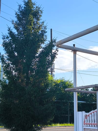 A tall, dense fir tree dominates the left side of the frame, its dark green needles forming a thick canopy against a clear, bright blue sky. Several thin, dark wires stretch horizontally across the upper portion of the image, intersecting the tree. To the right of the tree, a tall, weathered metal pole supports a section of light-colored pipe that curves upwards and to the right. Further right, another similar pipe runs horizontally. In the background, a dense line of green trees forms a leafy border. At the bottom right of the image, a section of a decorative white and pink fence is visible. The lighting suggests it is daytime, likely morning or afternoon, given the bright sky and clear shadows. The scene appears to be outdoors, possibly in a residential or park area, with a hint of urban infrastructure in the background. No people or specific activities are depicted, and no text is visible. The overall mood is serene and natural, with a touch of man-made elements.