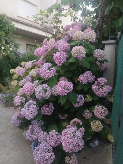 The image shows a large bush of pink and purple hydrangeas in bloom, with some lighter green and pale yellow blossoms. The hydrangeas are densely clustered on the branches and leaves. In the background, a building with a cream-colored facade and a white shuttered window is partially visible. To the right of the hydrangeas, a rough-textured gray wall or pillar and a section of green mesh fencing are present. The ground in front of the bush appears to be a textured concrete or paved surface, with some smaller blue flowers and green foliage to the left. The scene suggests an outdoor setting, likely a garden or yard in Navaluenga, Spain, given the context provided. There are no people visible in the image.