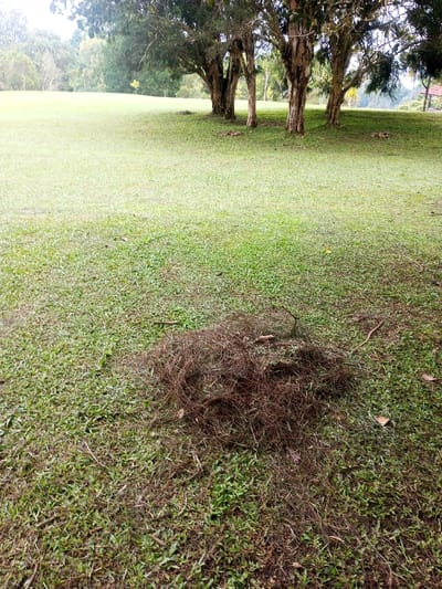 A grassy field dominates the image. In the foreground, a pile of dried pine needles and small twigs rests amidst the green grass. Further back, a row of trees lines the edge of the field. The grass is cut short in the distance, suggesting a maintained lawn or park area. The sky is overcast, lending a soft, diffused light to the scene. A glimpse of a building with a red roof appears in the background, right of the trees.