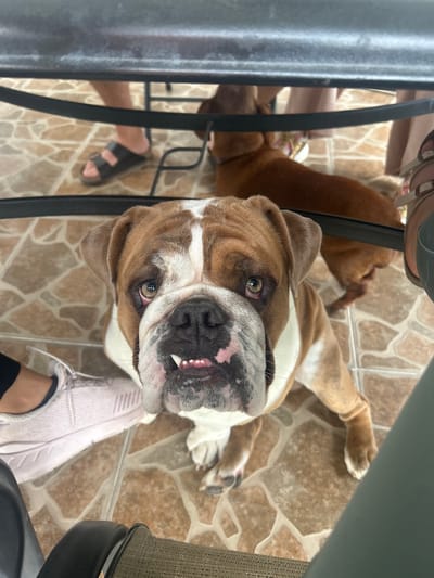 The image shows two dogs lying on a tile floor in Barrio de Nuevo León, Mexico. The foremost dog is an English Bulldog, lying on its back, with its head angled upward toward the camera, revealing some teeth. Behind the bulldog, partially obscured by a chair, is another, smaller brown dog. A person wearing black sandals is visible to the left, and a person wearing a light-colored sneaker is to the right. The scene is taken from an elevated position, looking down at the animals.