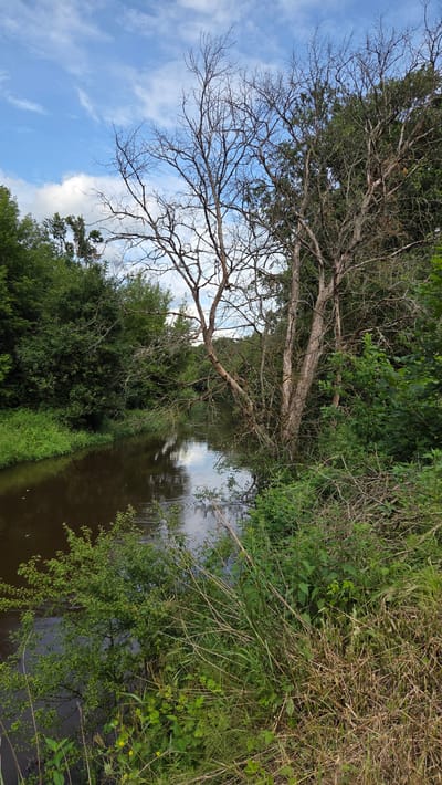 The media file depicts a natural scene along a body of water, likely a river or stream, in Cekule, Latvia. The image is oriented vertically, with the water occupying the right half and the sky and trees filling the left. On the right side, a dark, reflective body of water flows gently, bordered by lush green vegetation on both sides. The vegetation includes tall grasses, leafy bushes, and overhanging branches of trees. Some of the trees appear to be dead or deciduous, with bare branches reaching out over the water, contrasting with the vibrant green foliage. The sky on the left is a bright blue with scattered white clouds, suggesting fair weather and possibly daytime. The overall impression is one of a serene, untouched natural landscape. There is no visible text, people, or man-made objects in the scene, emphasizing the focus on nature. The time of day appears to be during daylight hours, as indicated by the bright sky and the illumination of the scene. The location cues are limited to the geographical context of Cekule, Latvia, implying a temperate climate and a landscape typical of the region. The atmosphere conveyed is tranquil and peaceful, characteristic of a rural or wilderness setting.