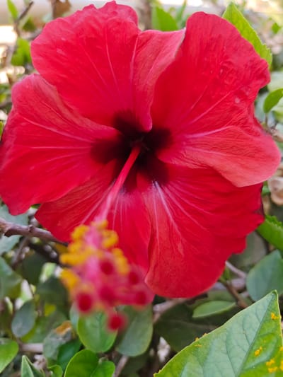 A close-up, eye-level shot captures a vibrant red hibiscus flower in full bloom. The flower's petals are unfurled, revealing a dark center and a prominent stamen tipped with yellow pollen. The focus is sharp on the petals, while the stamen is slightly blurred in the foreground. Green leaves and branches create a natural backdrop, with some leaves showing traces of yellow pollen. The scene suggests an outdoor setting, likely in a garden, given the presence of lush foliage. The image appears to be a photograph taken in Be'er Sheva, Israel, given the context provided. There are no people or animals visible in the image.