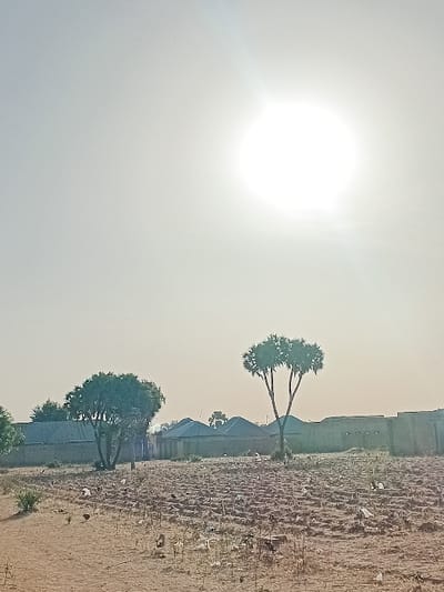 This image, captured in Dabawa, Nigeria, depicts an open, arid outdoor environment under intense sunlight, with a prominent, overexposed sun in the upper center-right causing a significant lens flare. The foreground and mid-ground consist of dry, reddish-brown tilled earth, sparsely covered with desiccated plant stalks and scattered light debris. Approximately ten small, dark-feathered fowl, consistent with chickens, are actively foraging across the tilled field in the mid-left and center. Two prominent trees with green foliage are positioned in the mid-ground: the tree on the left features a dense, rounded canopy, while the tree on the right has a distinctive bifurcated trunk splitting into two main branches with foliage clusters. In the background, multiple low-rise structures with dark, sloped roofs are visible, bordered by sections of solid, light-colored walls. No human individuals are present.