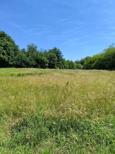 A landscape photograph depicts a field of tall, dense grass under a clear blue sky with scattered light clouds. The foreground is dominated by lush green grass, gradually transitioning into taller, golden-brown grasses in the middle ground. A line of dense, green trees borders the field in the background. The photograph was taken in Chaponnay, France.