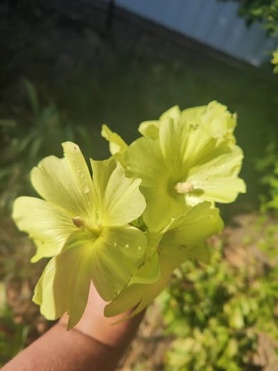 A close-up shot shows a person's hand holding a cluster of three pale yellow, five-petaled flowers. The flowers are slightly wilted, with some tattered edges on the petals. The center of each flower features a visible stamen. The background is blurred and consists of green foliage and a dark, out-of-focus fence. The lighting suggests it is daytime and outdoors, possibly in a garden setting. The location of Shabelskoye, Russia is not discernible from the image itself.
